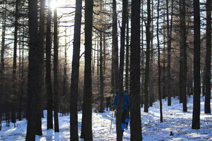 冬日雪林 阳光洒落林间