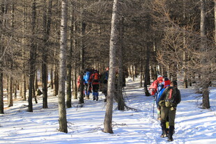 雪地林间徒步者