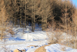 冬日雪覆树林景象