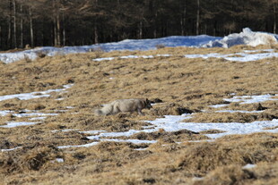 冬日旷野残雪覆盖的草地