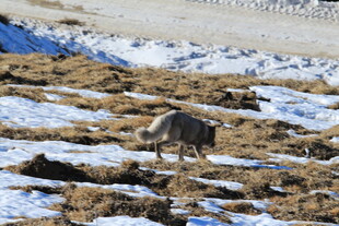 雪地中的野生动物