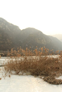 冬日河岸枯草雪景