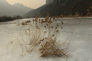 冬日冰河上的枯萎芦苇