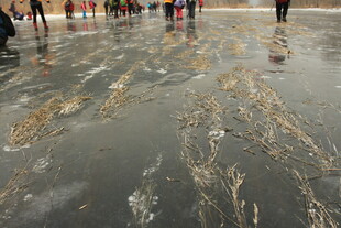 海滩上的海藻与人群