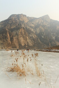 冬日冰河旁的萧瑟芦苇