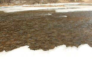 冰雪覆盖的潺潺溪流