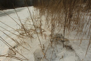 雪地中枯萎的植物