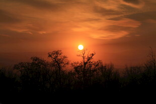 夕阳下的树木剪影