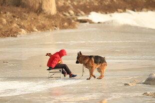 冰上孩童与狗的温馨瞬间
