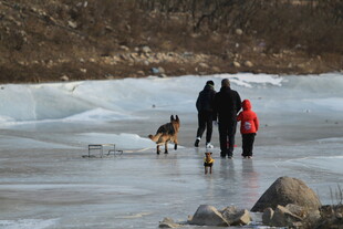 冬日冰面家人与狗漫步