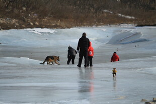 冰面漫步的人与狗