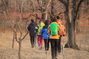 户外徒步者穿行于树林间