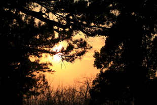 夕阳下的树木剪影