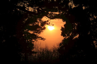 透过树林的绝美落日