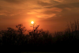 夕阳西下的静谧树林景色