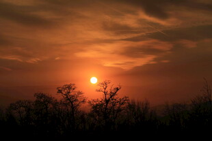 夕阳下的剪影植物景观
