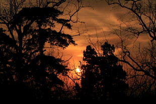 夕阳下树林剪影