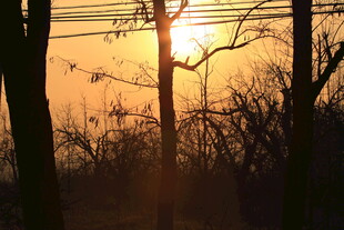 夕阳透过树木洒下暖光