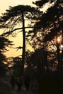 夕阳下漫步林间的行人