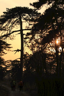 夕阳下的松林剪影