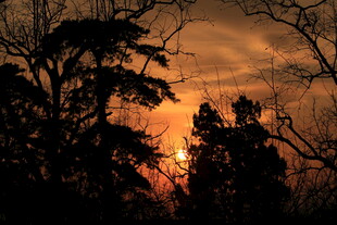 夕阳下的树木剪影