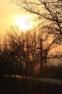 夕阳下的树木景观