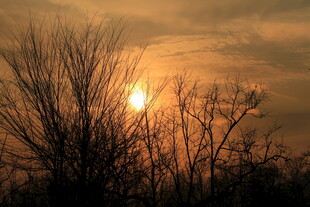 夕阳下的枯树剪影