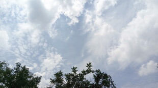 蓝天白云下的树梢景色