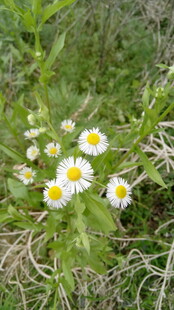 草地上的白色小雏菊