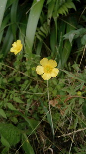 绿叶间的两朵黄色小花