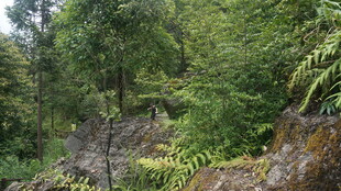 山林间的繁茂植被景观