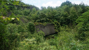 荒废小屋隐于茂密绿植中