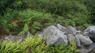 山间石景与繁茂蕨类植物