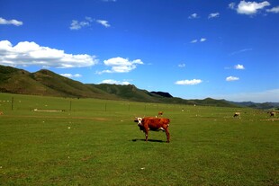 草原上的孤独牛只