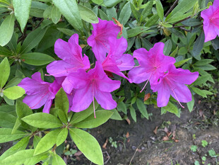 娇艳紫杜鹃绽放绿叶间