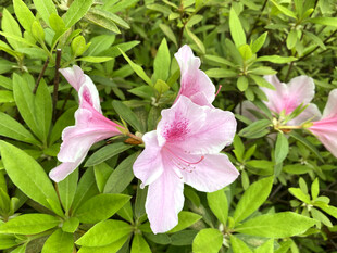 娇艳粉色杜鹃花