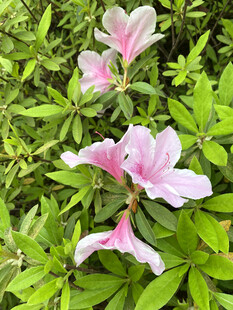 粉色杜鹃花绽放绿叶间