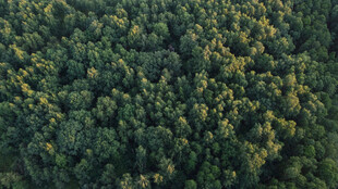 俯瞰茂密森林景观