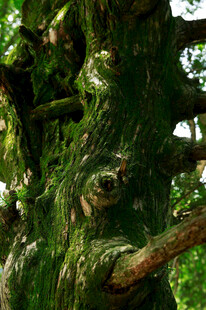 古老沧桑的大树树干纹理