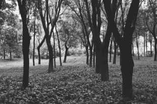 黑白树林间的静谧景致