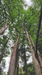 仰视茂密森林高大树木