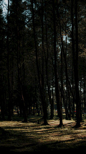 静谧森林中的光影景致