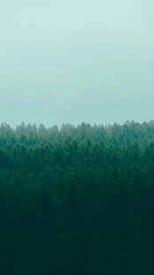 雾霭中的茂密森林