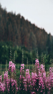 原野中的绚烂粉色花丛