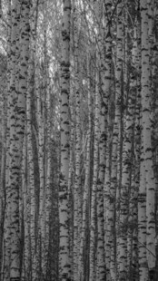 黑白纹理的树木森林景象