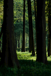 静谧森林中的光影绿意