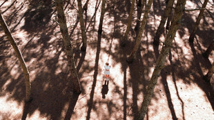 林间光影下的徒步景象