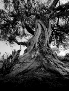 古老大树的沧桑根系