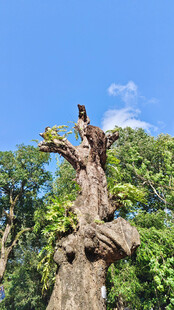 枯树之上的生机景象