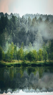 湖畔晨雾中的森林美景